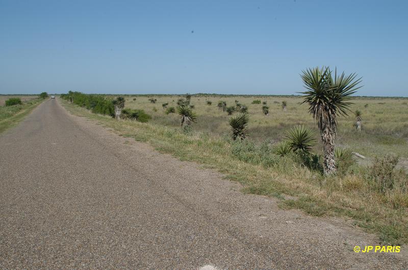 Laguna Atascosa National Wildlif Reserve